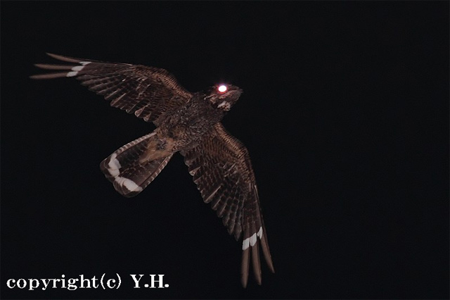 ヨタカの尾: 徒然鳥日記